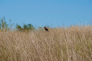 blackbird in a field