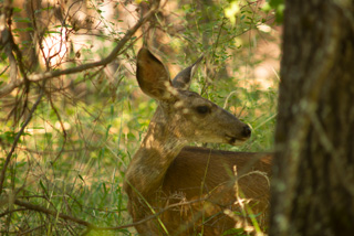 Deer in the Woods