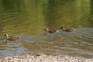 ducks on the water