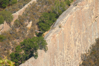 hawk in flight