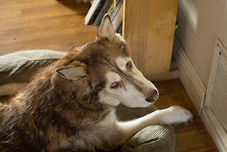 husky laying down