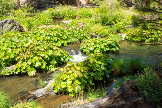 River with Plants